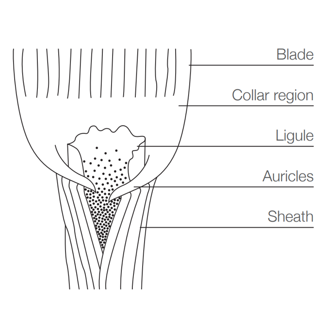 Illustration to show the structure of a grass weed